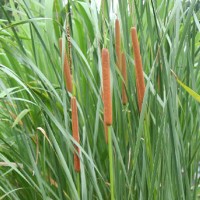 Narrow-Leaved Cattail