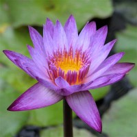 Nymphaea 'Lindsey Woods'