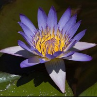 Nymphaea 'Margaret Mary'