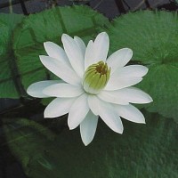Nymphaea 'Wood's White Knight'