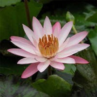 Nymphaea 'Texas Shell Pink'