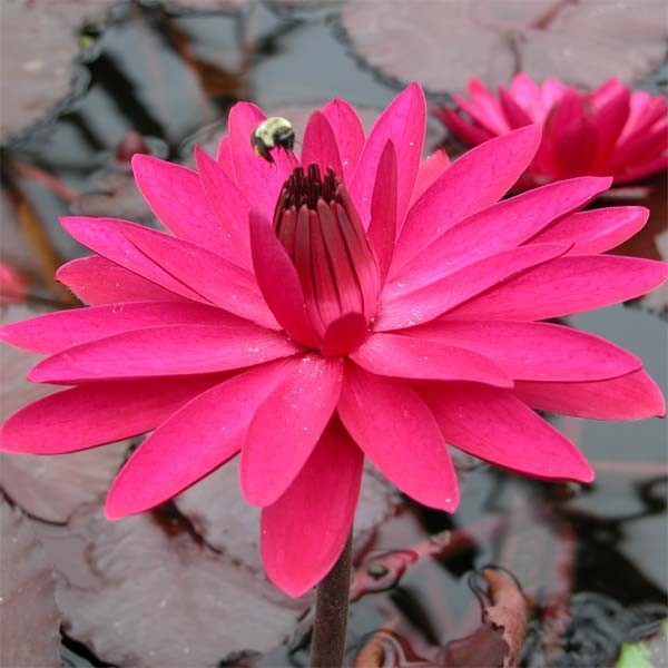 night bloomer pink color Tropical waterlily 