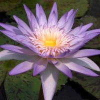 Nymphaea 'Midnight Embers'
