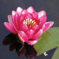 Nymphaea 'Perry's Baby Red'