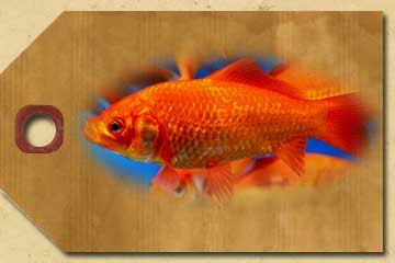 Goldfish - Various
