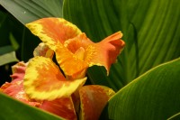 Tropical Water Canna