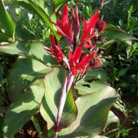 Glauca Firecracker Red Tropical Water Canna