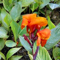 Variegated Green Tropical Water Canna