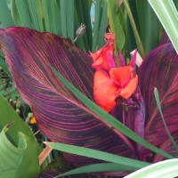 Variegated Red Tropical Water Canna
