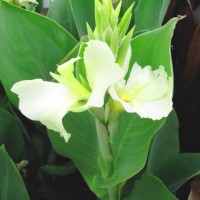 Short White Ermine Tropical Water Canna