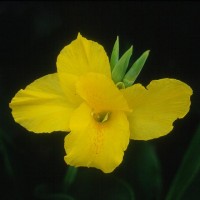Short Yellow Tangelo Tropical Water Canna