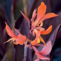 Intrigue Tropical Water Canna