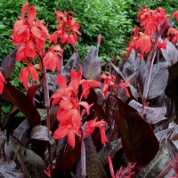 Red Futurity Tropical Water Canna