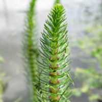 Mare's Tail