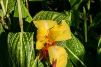 Striped Beauty Tropical Water Canna